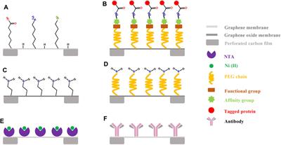 Developing Graphene Grids for Cryoelectron Microscopy